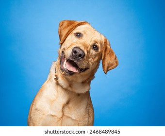 cute dog on an isolated background in a studio shot - Powered by Shutterstock