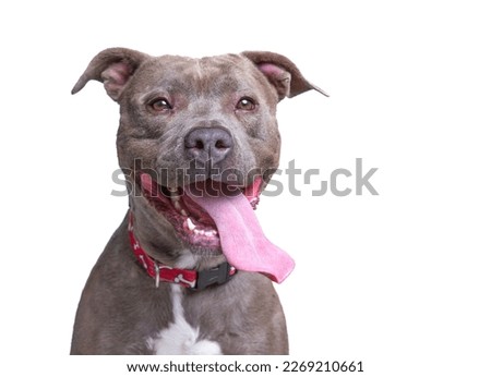cute dog on an isolated background studio shot 