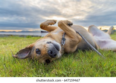 Cute dog on leash rolling in green grass neat sunset making eye contact expressing emotion.  - Powered by Shutterstock