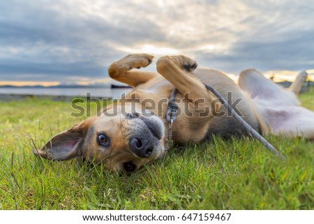 Cute dog on leash rolling in green grass neat sunset making eye contact expressing emotion. 