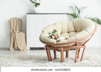 dog lounge chair