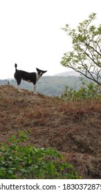 Cute Dog On A Mountain In Rural Central America