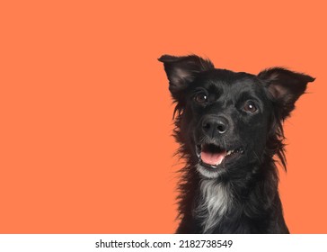 Cute Dog On Pale Orange Background. Space For Text