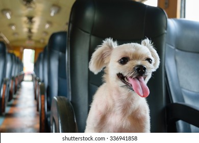 The Cute Dog On The Train