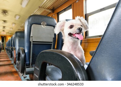 The Cute Dog On The Train