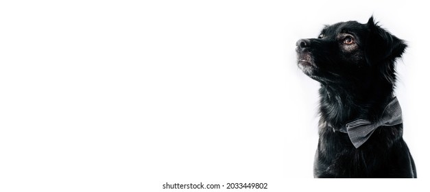Cute dog on the white background, isolated. Banner, background with a dog. Free space for text, copy space