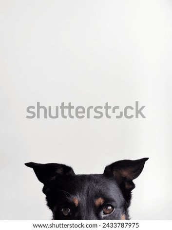Cute dog on a white background. Minimalism. Photo for captions