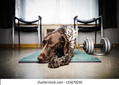a cute dog on a workout mat 