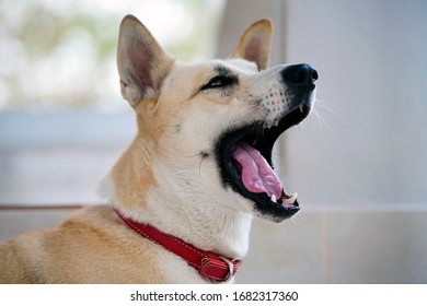 犬 口 の写真素材 画像 写真 Shutterstock