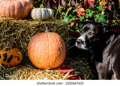 Cute Dog Outdoors Next To Thanksgiving Or Autumn Halloween Pumpkins On Hay With Leaves Changing Color In Sunlight Conceptual Pets And Fall Holiday Celebration Food Safety Thanksgiving Dog