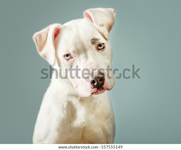 cute dog over blue