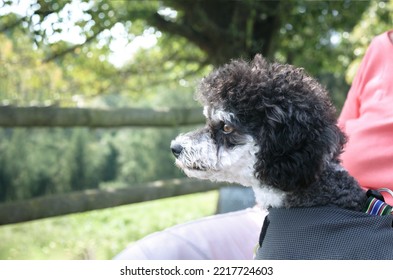 Cute Dog With Owner On Park Bench With Nature Background, Enjoying The Friendship. Side Profile Of Small Dog Looking To The Side While Wearing A Cooling Vest. Female Miniature Poodle. Selective Focus.