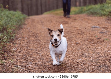 Cute dog with owner walking off leash in Fall woods by dirt road 