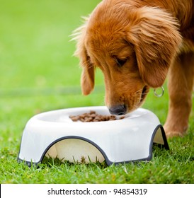 Cute Dog At The Park Eating His Food