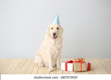 Cute Dog Party Hat Gifts On Stock Photo 1807973929 | Shutterstock