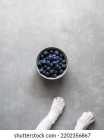 Cute Dog Paws Near Plate With Blueberries On A Gray Table