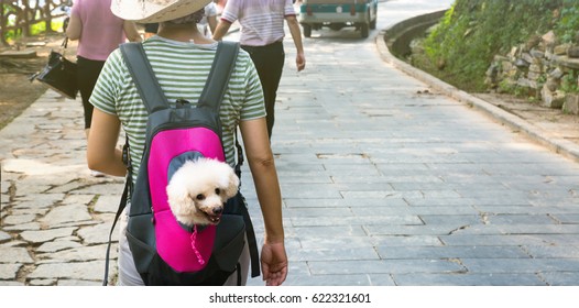 Cute Dog Peeking From Animal Carrying Backpack