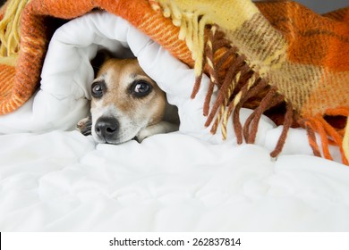 Cute Dog Peeking Out From Under The Soft Warm Blanket. Luxuriate In Bed. Hiding From The Cold