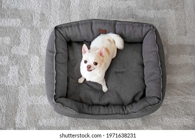 Cute Dog In Pet Bed At Home