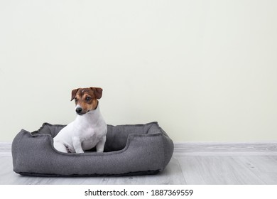 Cute Dog In Pet Bed Near Light Wall