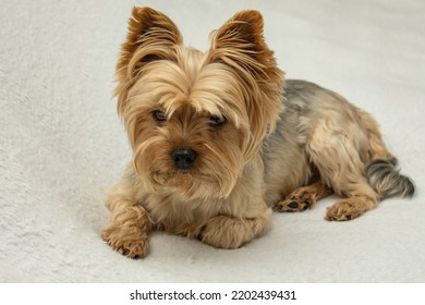 Cute Dog Photo, Yorkshire Terrier Photo On White Blanket. Copy Space