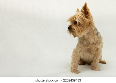 Cute Dog Photo, Yorkshire Terrier Photo On White Blanket. Copy Space