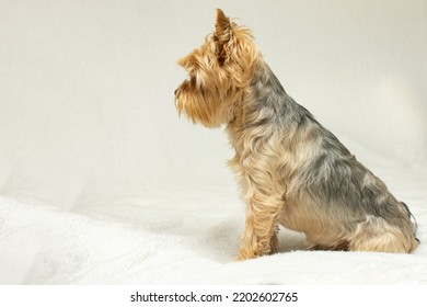 Cute Dog Photo, Yorkshire Terrier Photo On White Blanket. Copy Space