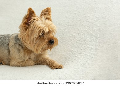 Cute Dog Photo, Yorkshire Terrier Photo On White Blanket. Copy Space