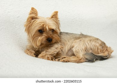 Cute Dog Photo, Yorkshire Terrier Photo On White Blanket. Copy Space