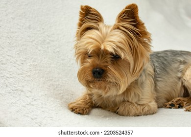 Cute Dog Photo, Yorkshire Terrier Photo On White Blanket. Copy Space