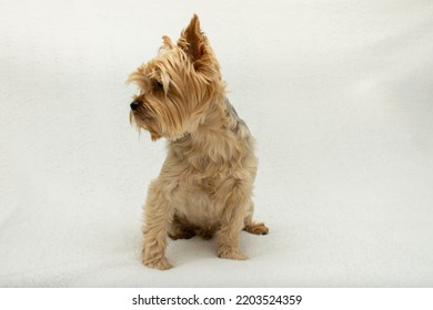 Cute Dog Photo, Yorkshire Terrier Photo On White Blanket. Copy Space