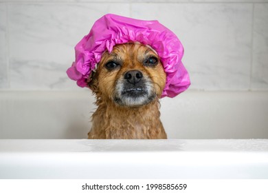 Cute Dog In Pink Shower Cap In Bath