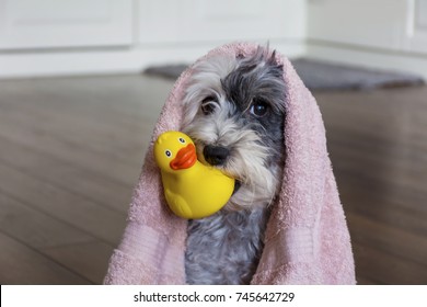 Cute Dog  with Pink Towel and yellow Rubber  Duck ready for Bath