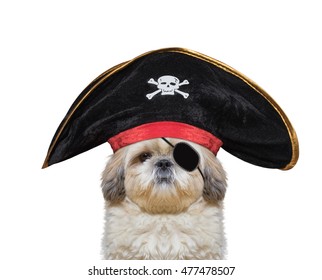 cute dog in a pirate costume -- isolated on white