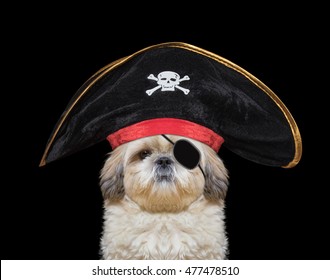cute dog in a pirate costume -- isolated on black