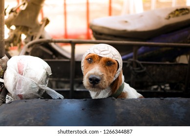 Cute Dog With Plastic Football Helmet In A Sidecar Motorcycle.