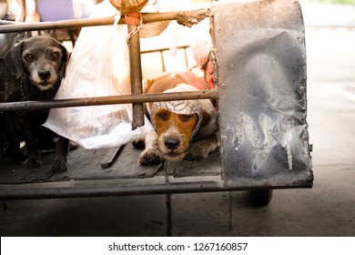 Cute Dog With Plastic Football Helmet In A Sidecar Motorcycle.