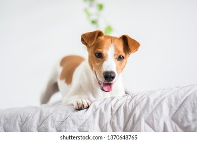 Cute Dog Playing At Home