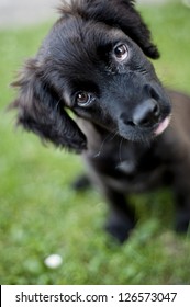 Cute Dog Is Playing Outside