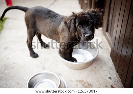 Similar – Image, Stock Photo cute lovely small dog in bathtub ready to get clean at home
