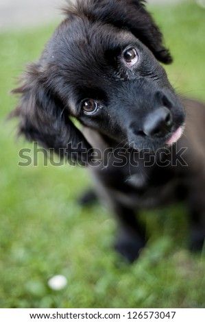 Similar – schwarzer Hund spielt mit Stock