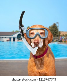 Cute Dog Playing At A Public Pool On A Hot Summer Day With A Scuba Mask And Snorkel