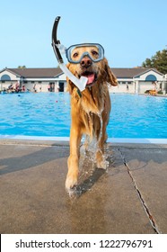 Cute Dog Playing At A Public Pool On A Hot Summer Day Wearing A Scuba Mask And Snorkel 