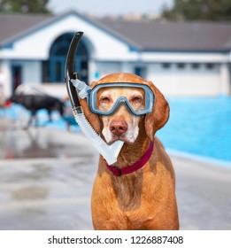 Cute Dog Playing At A Public Pool On A Hot Summer Day With A Scuba Mask And Snorkel