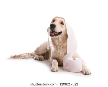 Cute dog playing with roll of toilet paper on white background