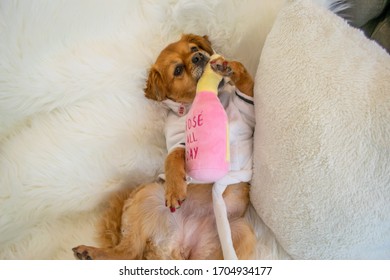 Cute Dog Playing With Rose All Day Wine Toy