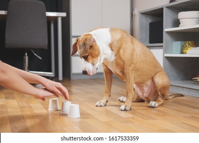 Cute Dog Playing The Shell Game With Her Human. Concept Of Training Pets, Domestic Dogs Being Smart And Educated