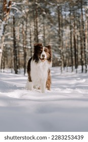 a cute dog playing in snow - Shutterstock ID 2283253439