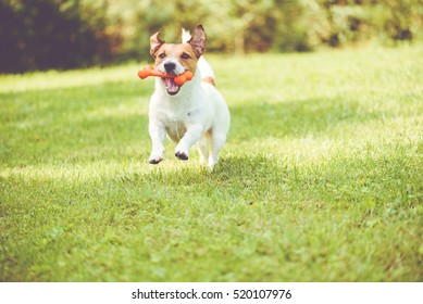 Cute dog playing with toy bone at sunny summer day