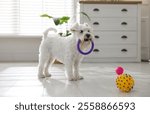 Cute dog playing with toy at home. Adorable pet